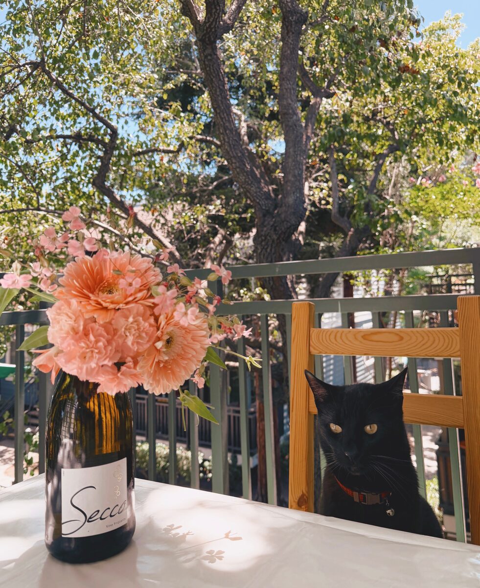 Peach gerbera daisies in a Secco wine bottle on a balcony table, with a black cat sitting behind